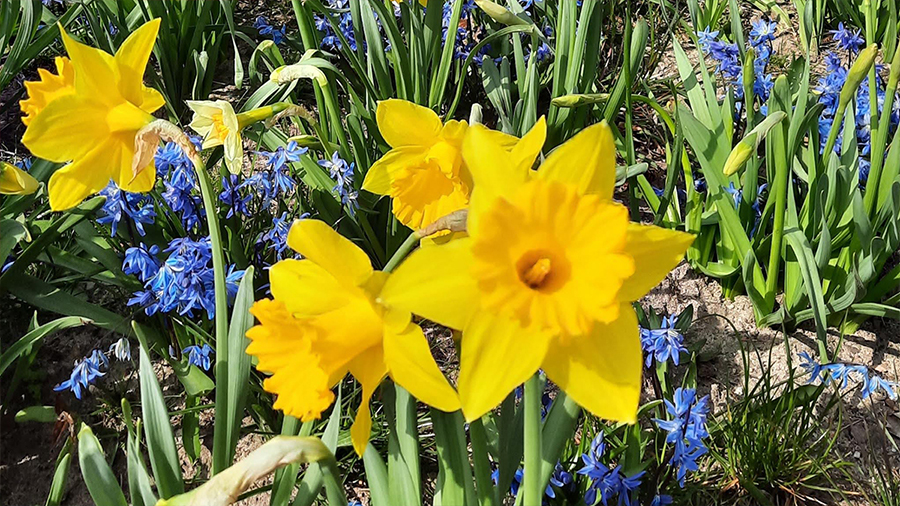 Osterglocken und Blaustern