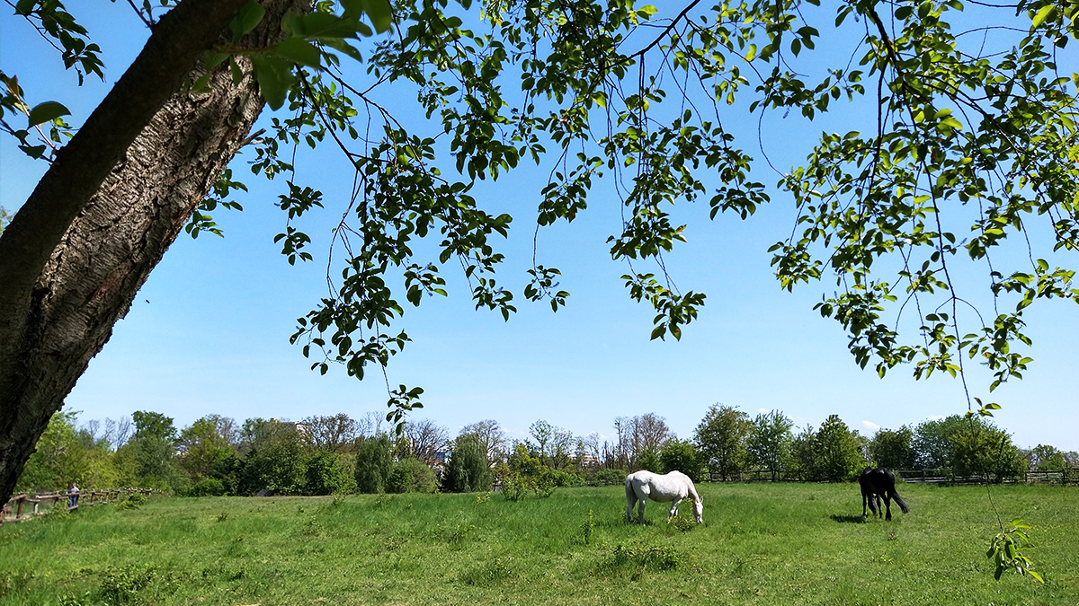 Eine grüne Wiese mit zwei Pferden. Im Vordergrund ragt ein Kirschbaum ins Bild. Im Hintergrund stehen weitere Bäume und Büsche.